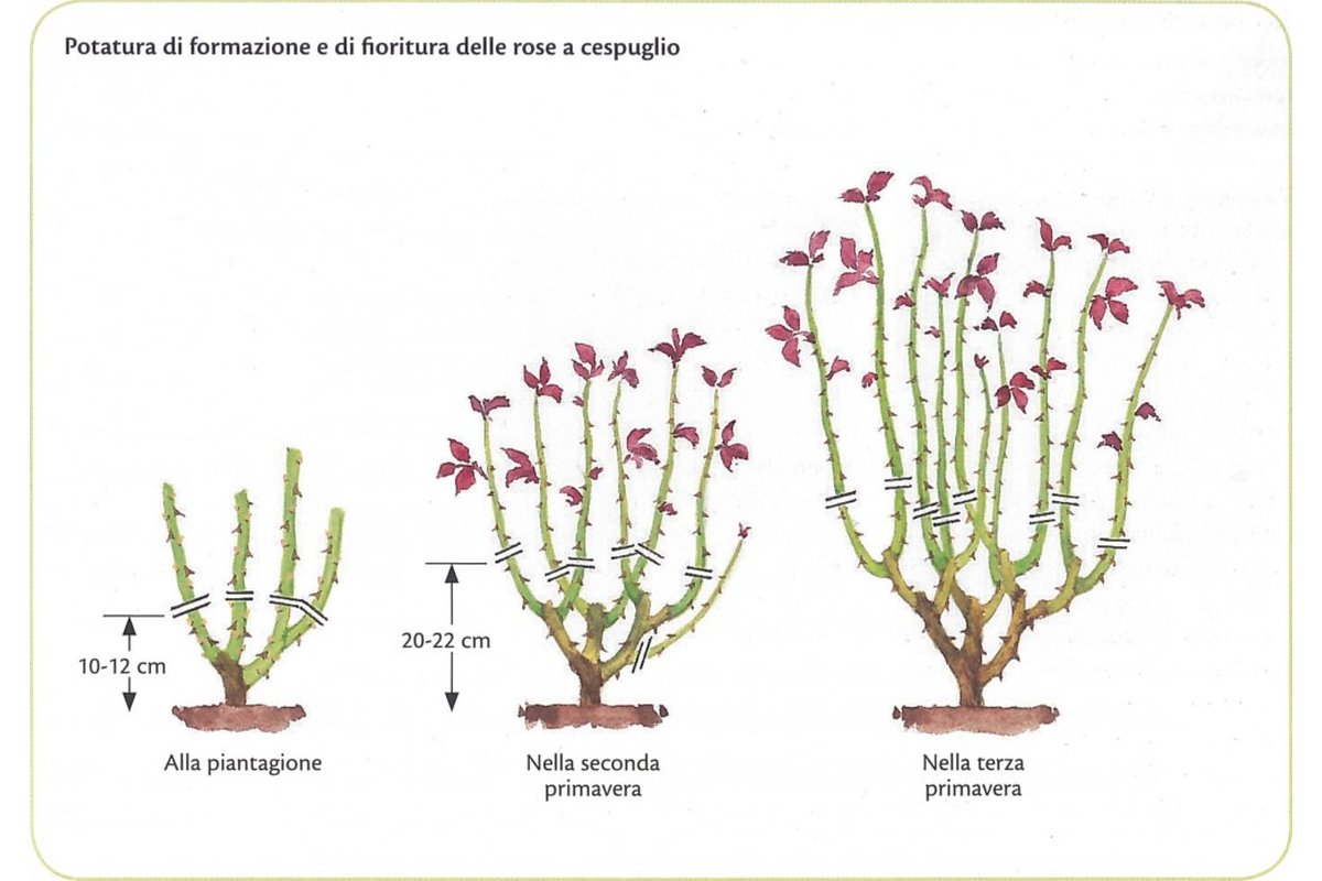 Giardiniere che pota rose in un giardino fiorito.