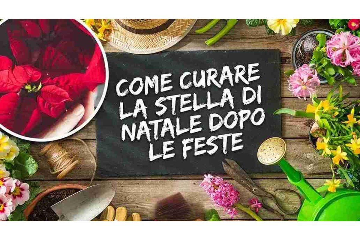 Pianta di stella di Natale in un vaso su un tavolo luminoso.